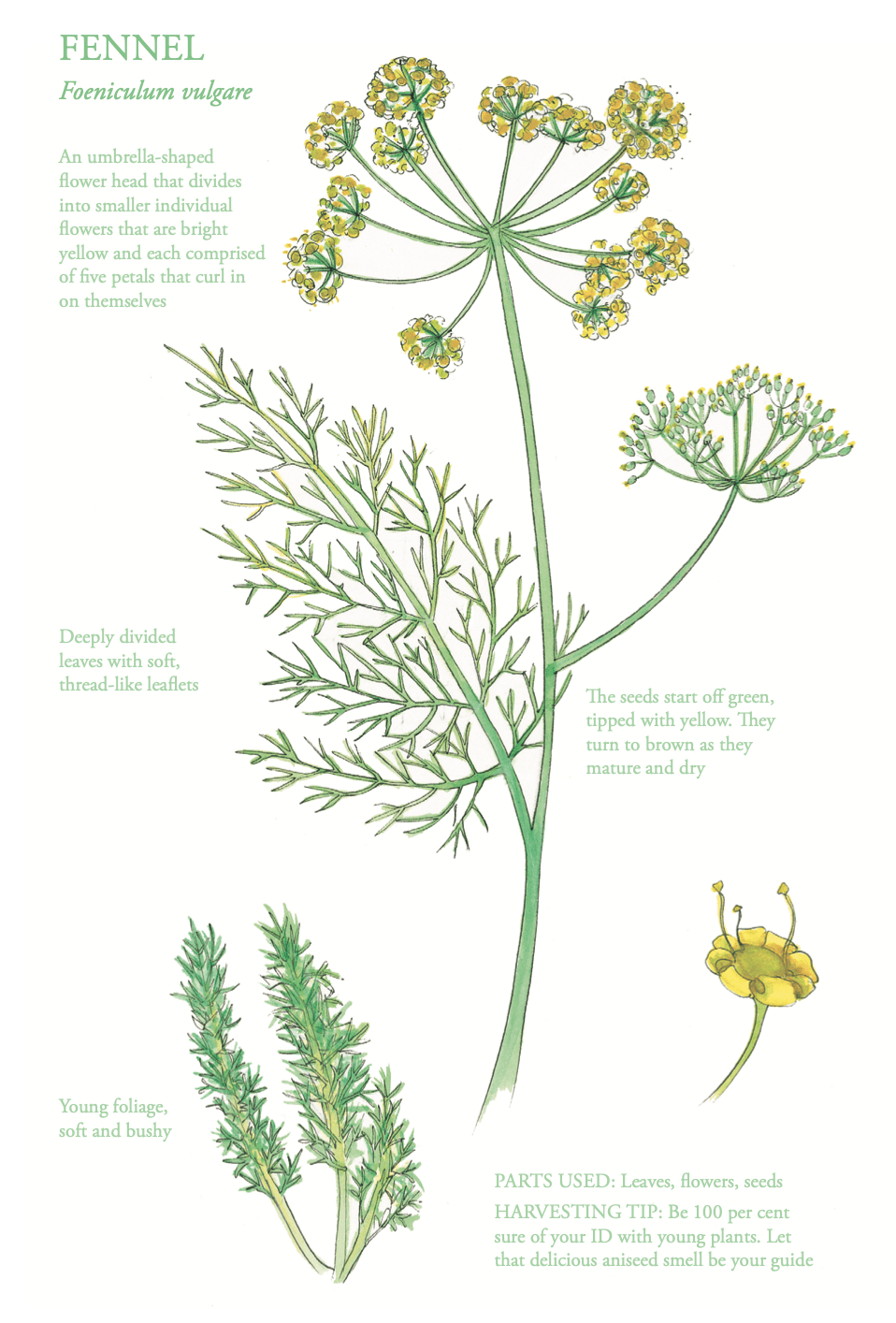 The Edible City May - Fennel