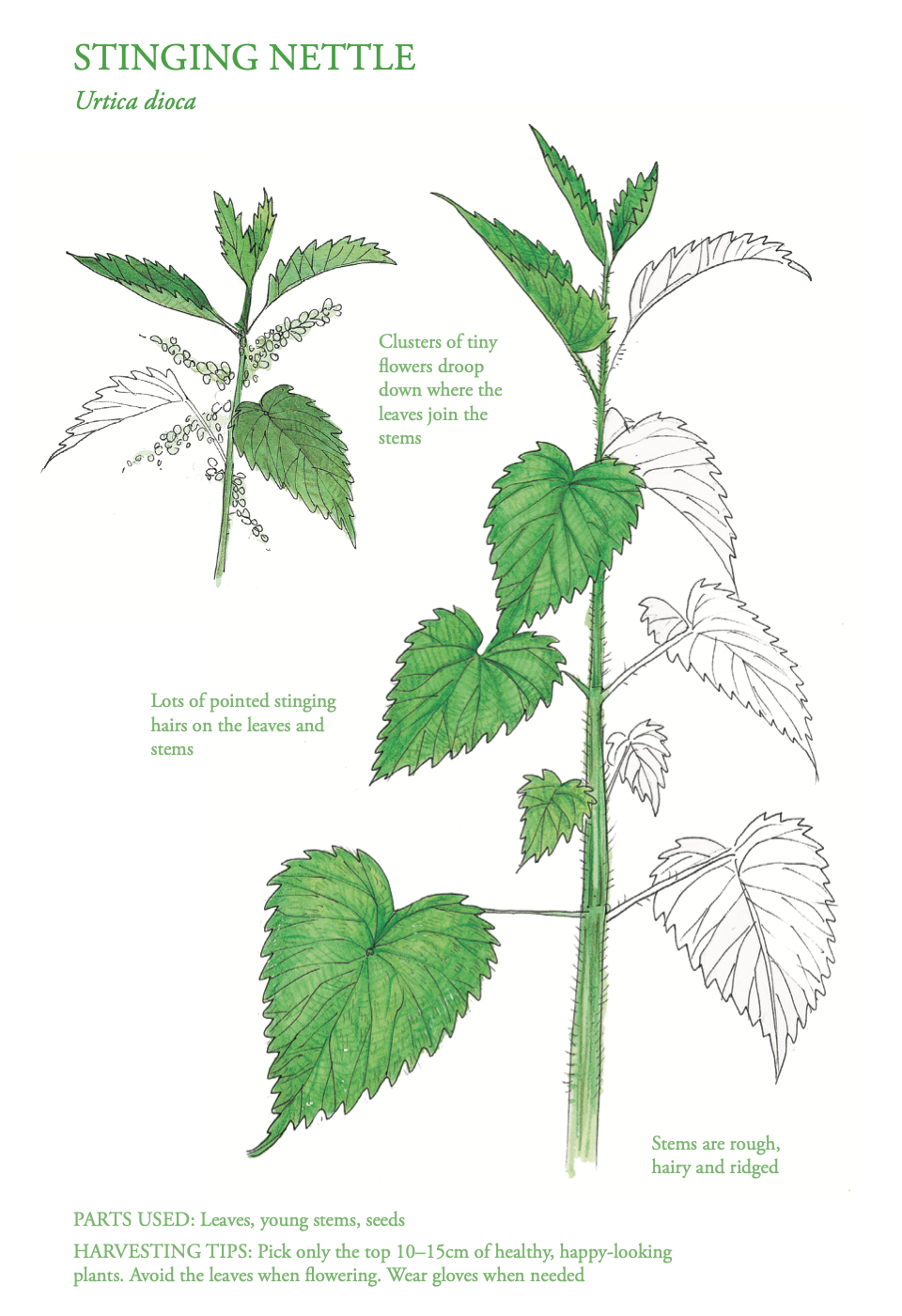 The Edible City May - Nettle