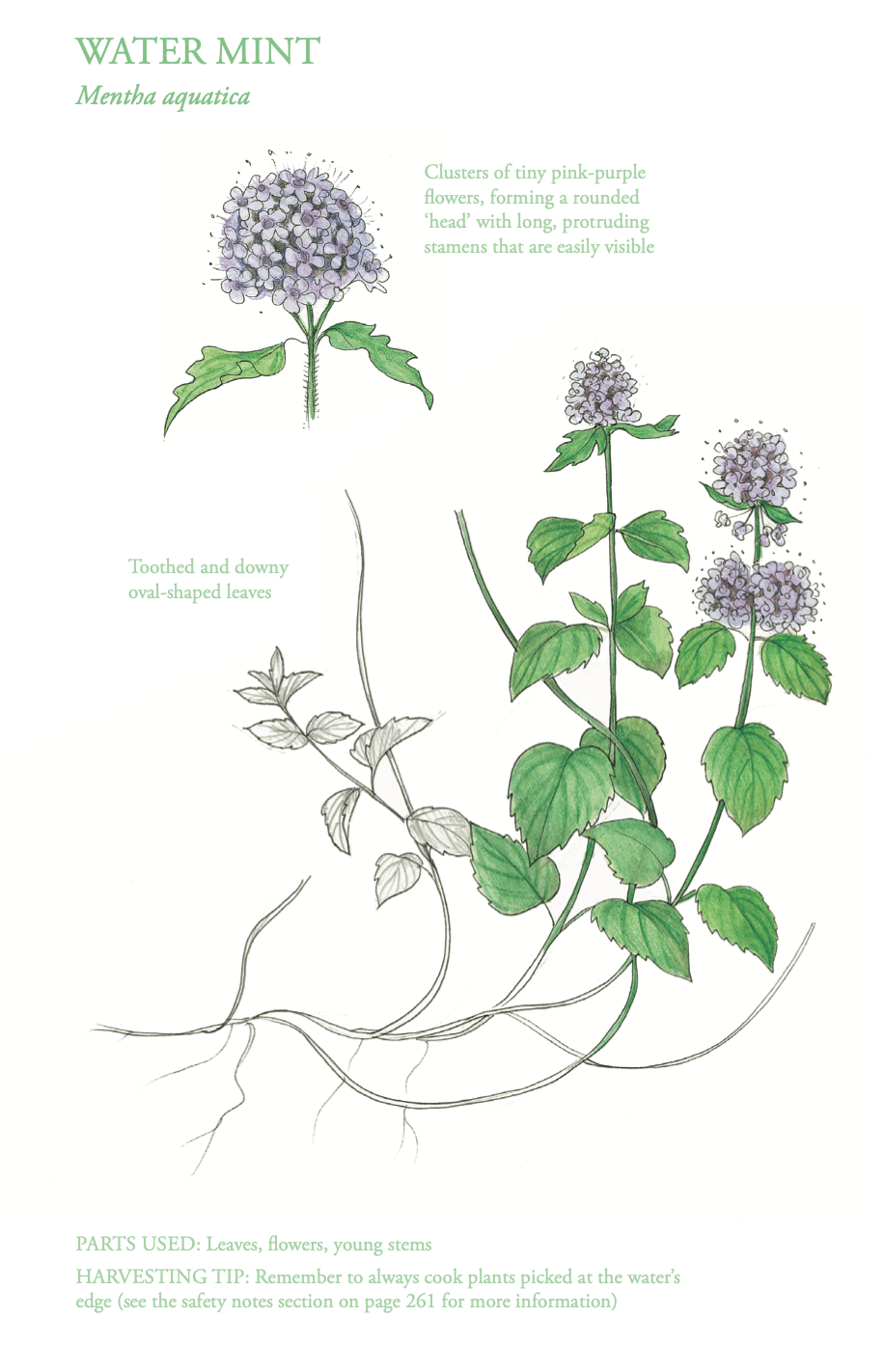 The Edible City May - Water Mint