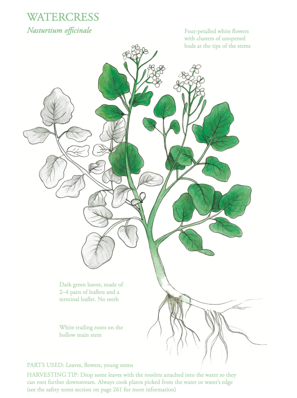 The Edible City May - Watercress