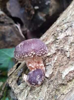 Mushroom growing on trees in nature foraging London