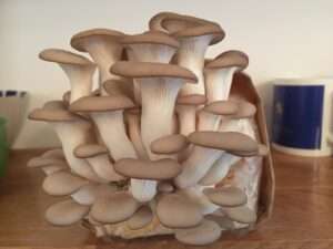 mushroom growing - Foraging London