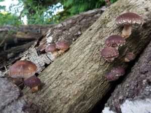 mushroom growing in nature - foraging London