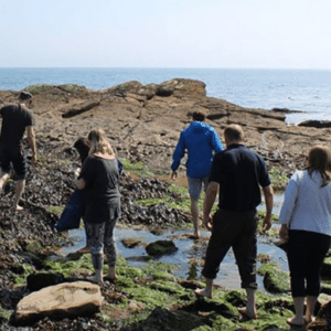 Seaweed and seashore foraging in Dorset