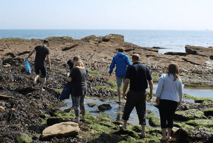 Seaweed and seashore foraging in Dorset