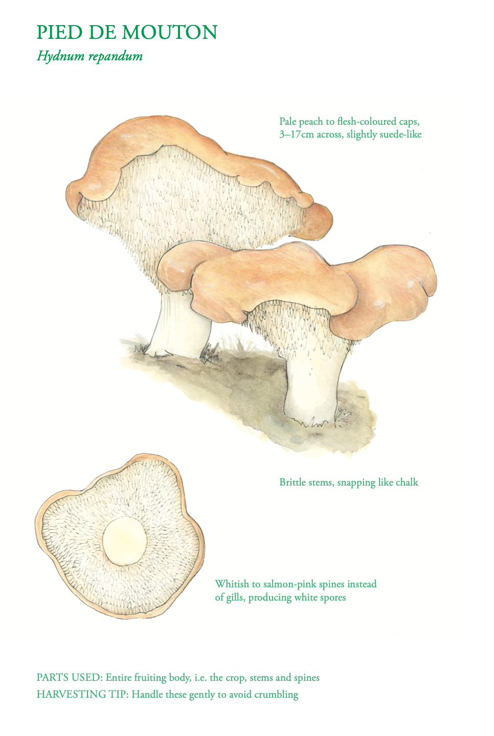 The Edible City - October - Mushrooms - Pied de Mouton