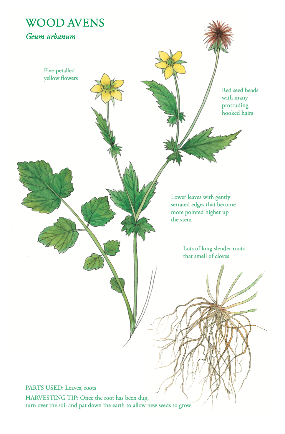 The Edible City - October - Wood Avens