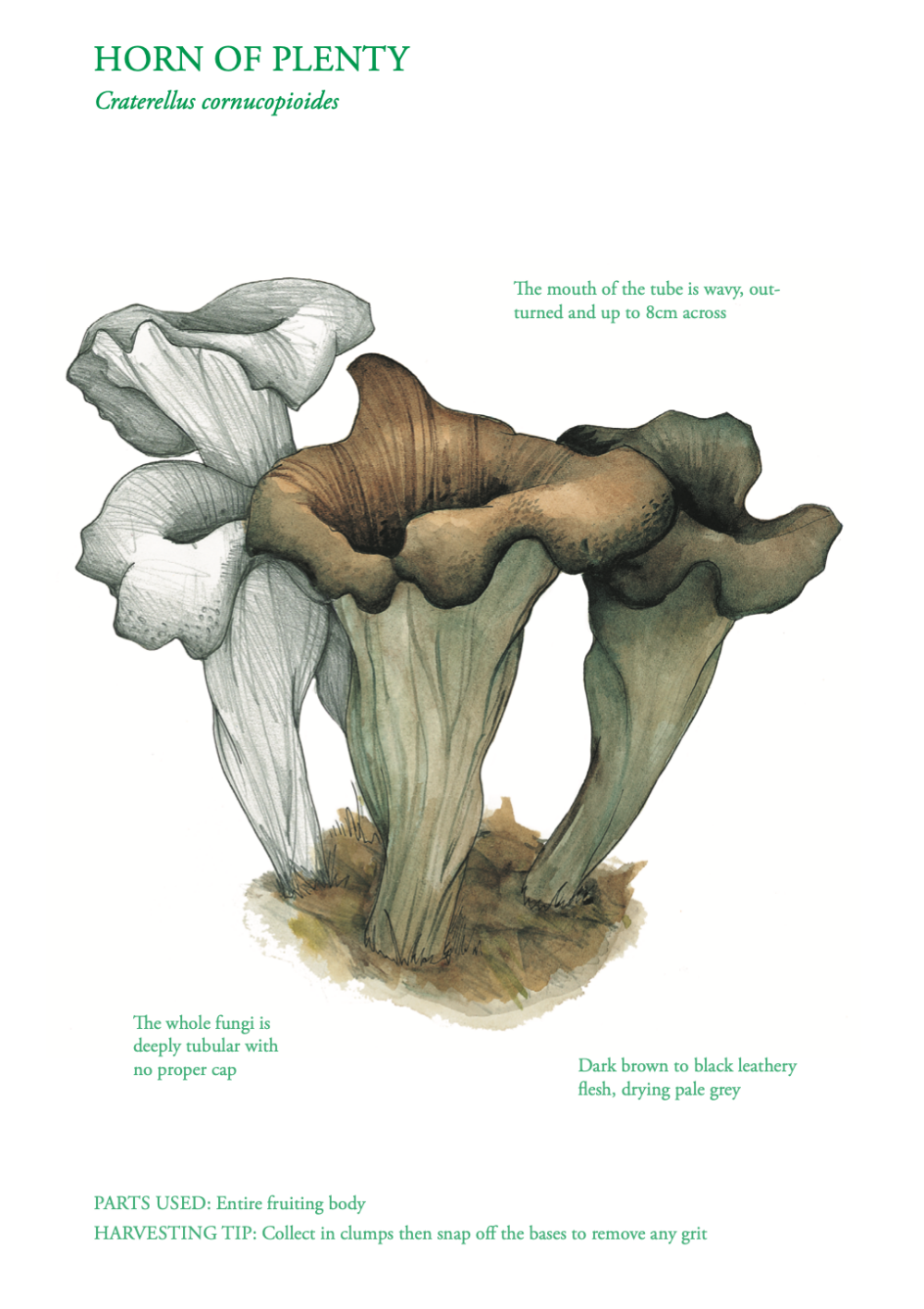 The Edible City - October - Mushrooms - Horn of Plenty