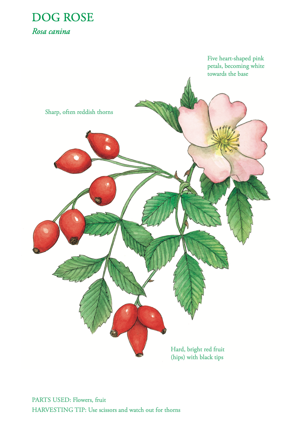 The Edible City - October - Dog Rose