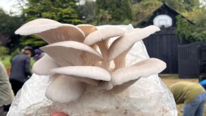 Oyster mushroom growing on a bag