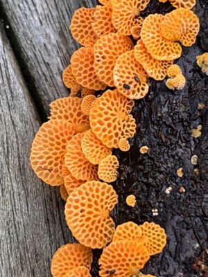 Mushrooms growing on a tree