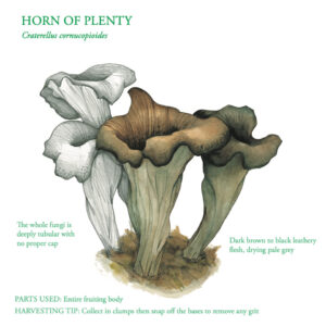 Horn of Plenty illustration